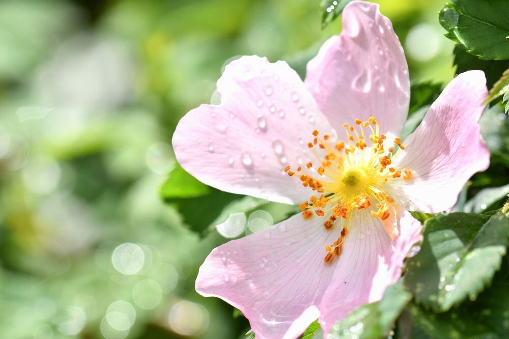 Naturfotos unserer Leser 2016