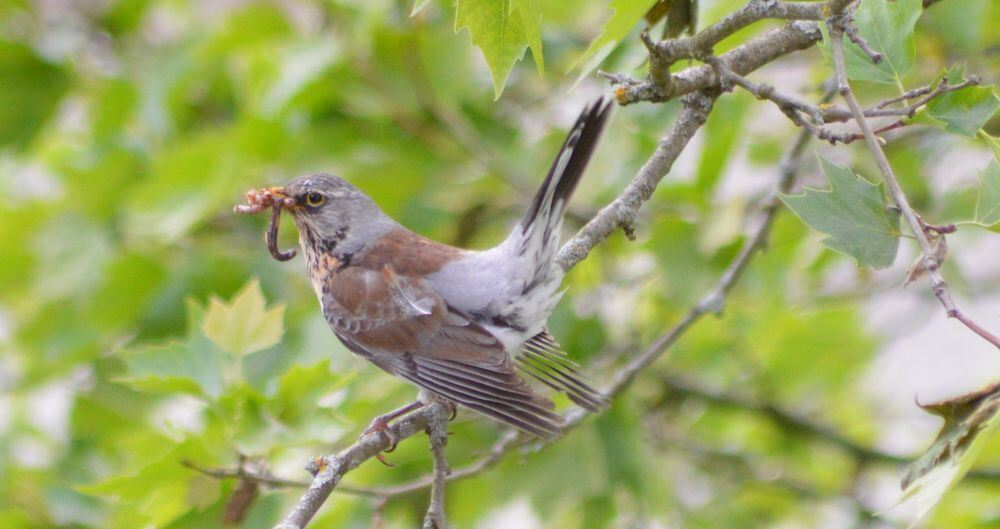 Naturfotos unserer Leser 2016